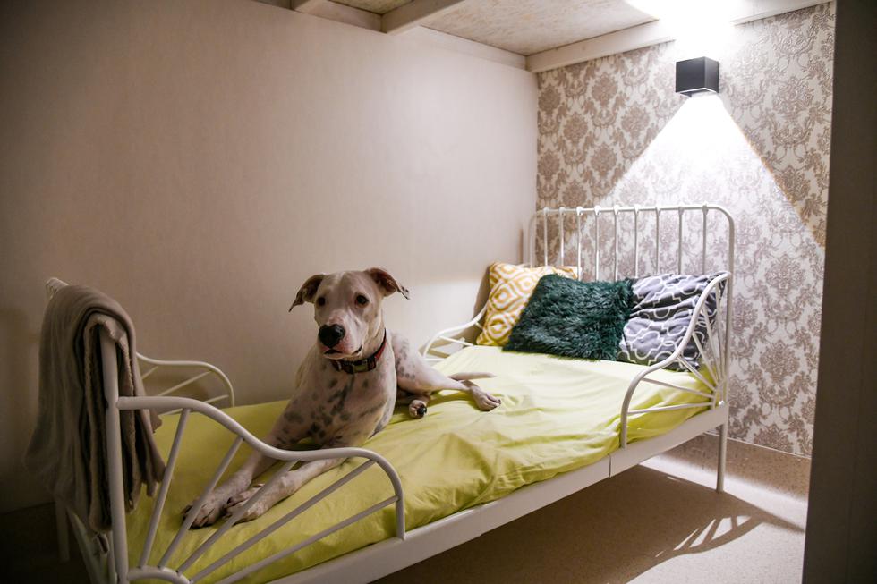 Paspalace: U Zagrebu otvoren hotel za pse