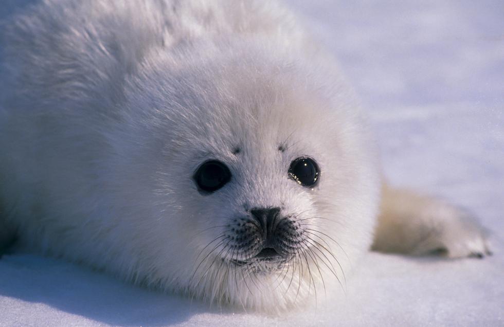 Krvavi pokolj u Kanadi: Počinje novi godišnji masakr beba tuljana
