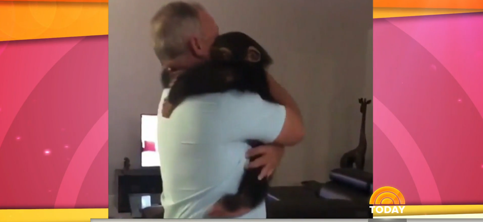 Video: Beba čimpanza ponovo ujedinjena s posvojiteljima u preslatkom videu