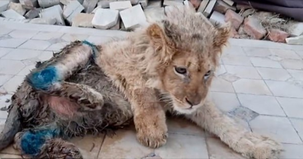 Slomio noge malom lavu kako ne bi pobjegao dok se slika s turistima