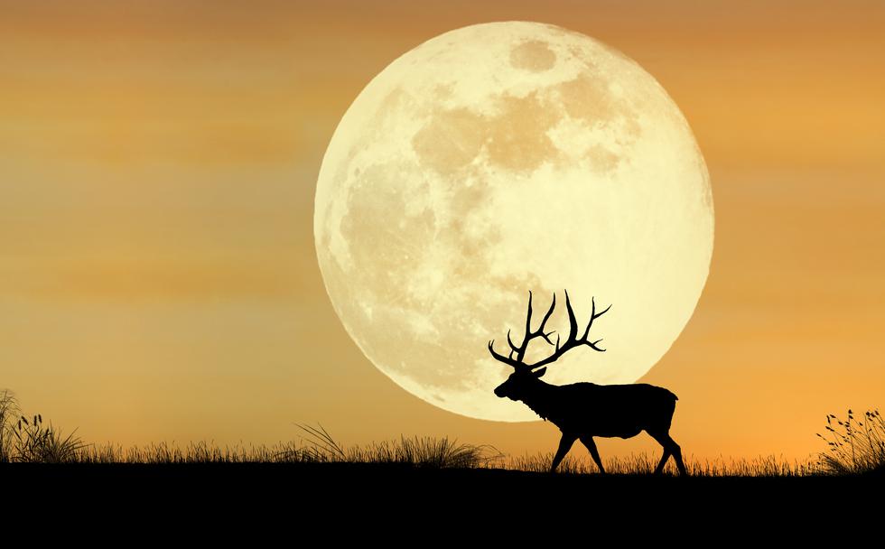 Predstojeći pun mjesec u simbolu jelena  tjerat će nas na potragu nečeg novog