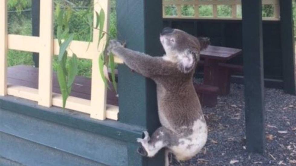 Fotografija koale zakucane u drvo, izazvala bijes i zgražanje