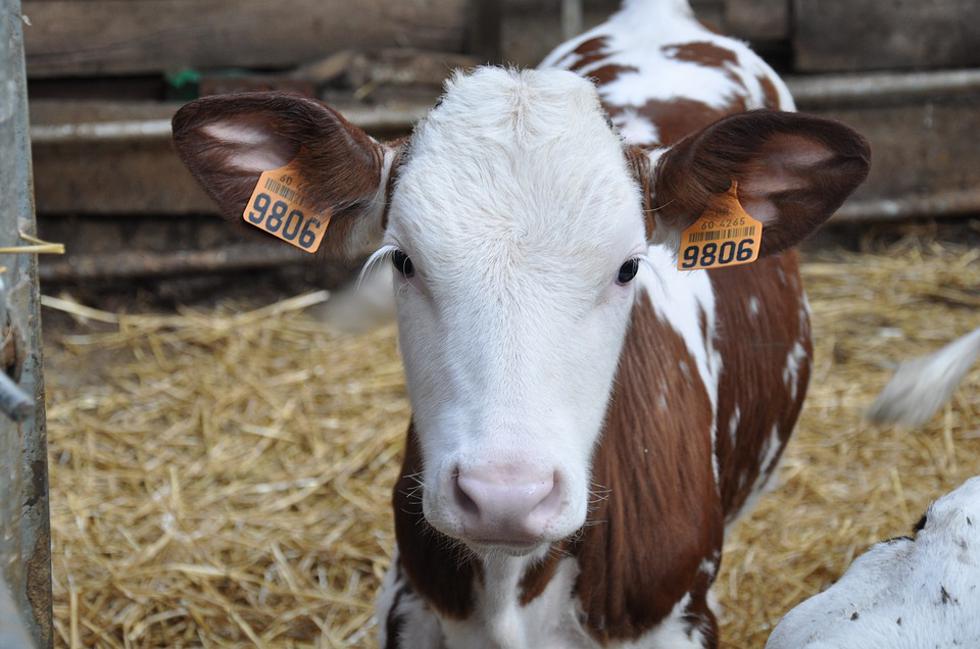 Švicarska bi uskoro mogla zabraniti farme za masovni uzgoj stoke