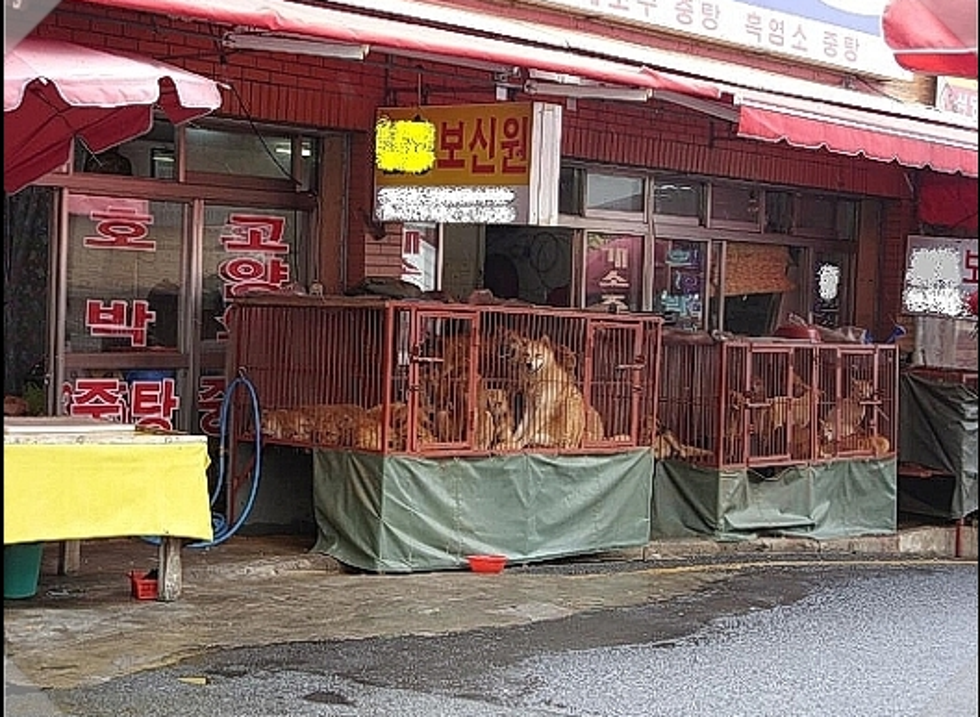 U Južnoj Koreji više ne jedu pse: 80 pasa spašeno nakon zatvaranja tržnice psećeg mesa