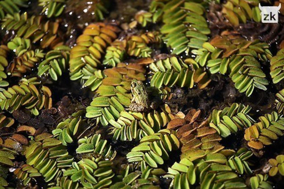 Mimikrija žabe najbolja eko fotografija