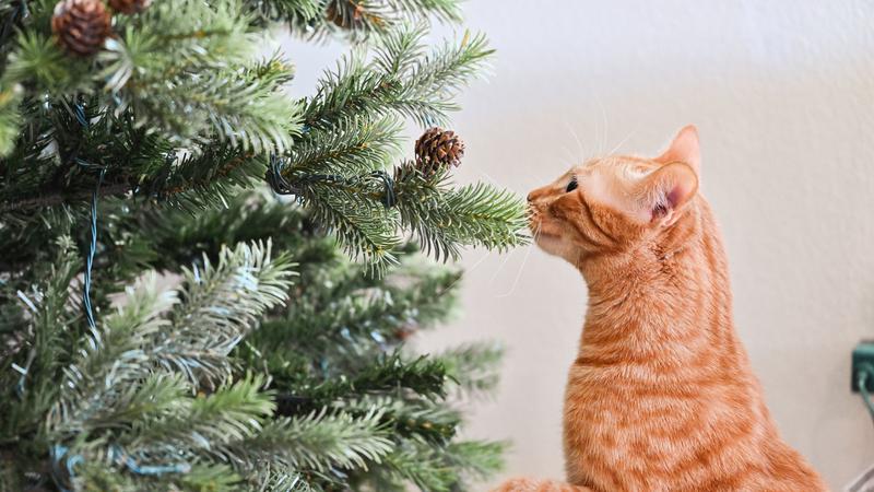 Blagdanske biljke otrovne za kućne ljubimce i je li božićna zvijezda među njima