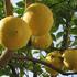 Wellness s limunom i narančom