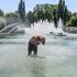 Fountains in Battersea Park