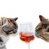 Nova poslastica za mačke: Od sada i mačke mogu piti vino!