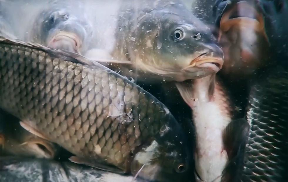 Patnja i smrt tisuća živih riba, rakova i mekušaca u trgovinama
