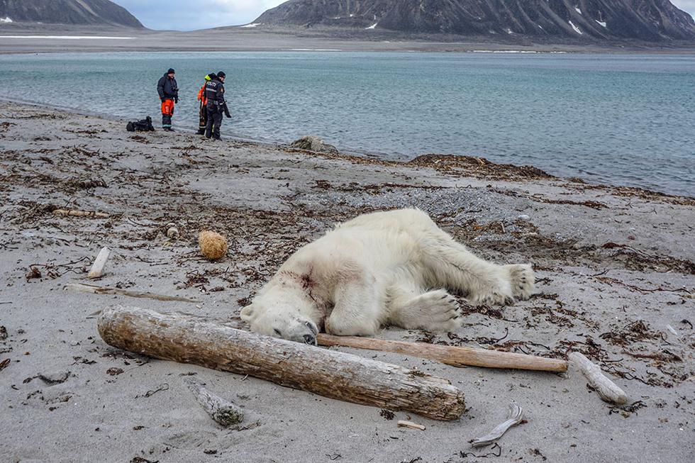 Ljudsku razonodu platio životom: Ubijen polarni medvjed jer je štitio svoj teritorij