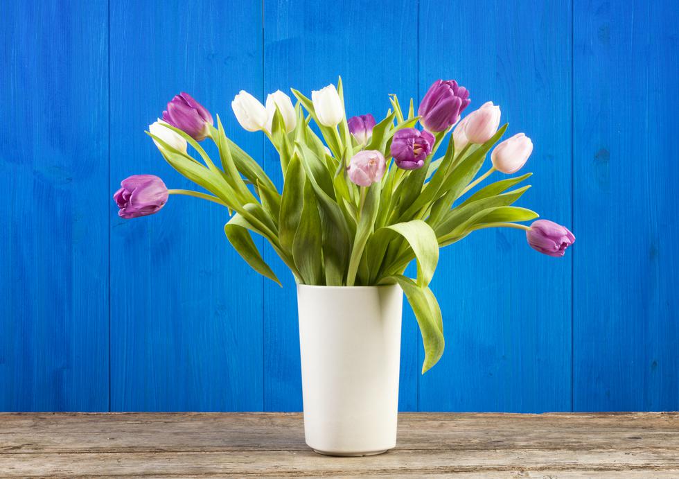 Latice tulipana pomažu kod glavobolje i kašlja