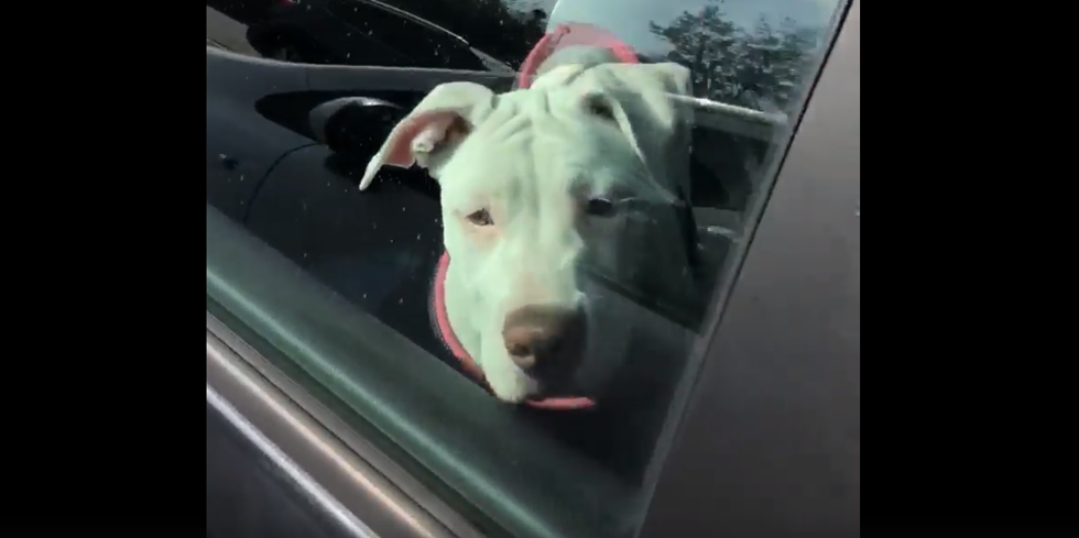Spasio psiće iz usijanog auta nemarne vlasnice: Što ti možeš napraviti u ovakvoj situaciji?