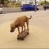 Ovo još niste vidjeli: pas koji vozi skateboard