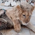 Slomio noge malom lavu kako ne bi pobjegao dok se slika s turistima