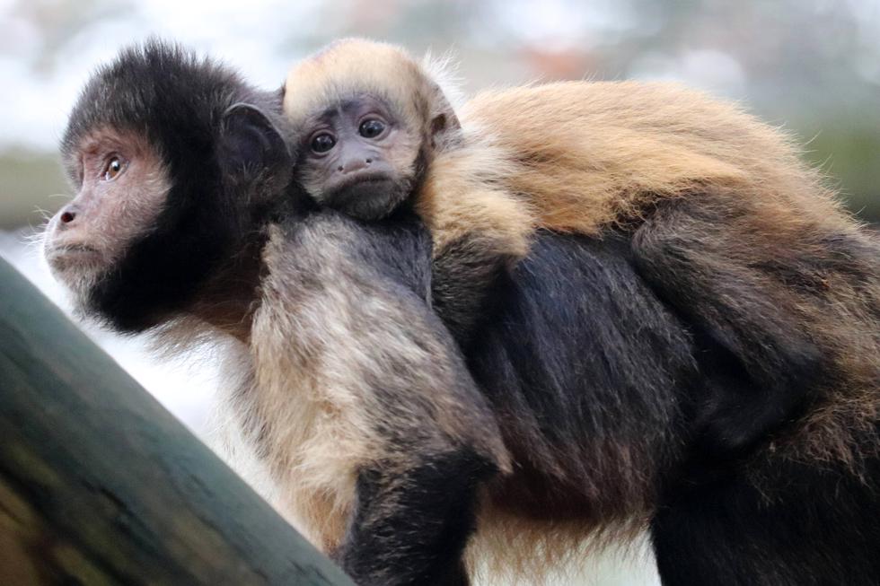 Karantena u zoološkom izazvala baby boom, ali nekima nedostaju ljudi