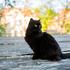 Dan crnih mačaka - donosi li ti sreću ili nesreću?