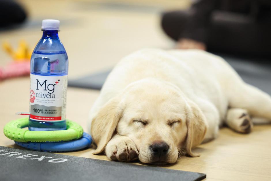  | Author: Emica Elvedji/PIXSELL