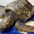 Kornjača Huanita uginula u Puli jer je progutala plastične čepove