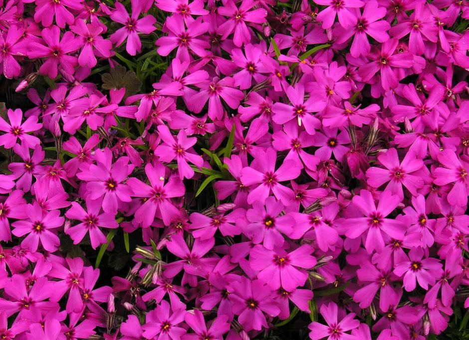Ružičasto divlje cvijeće | Author: shutterstock