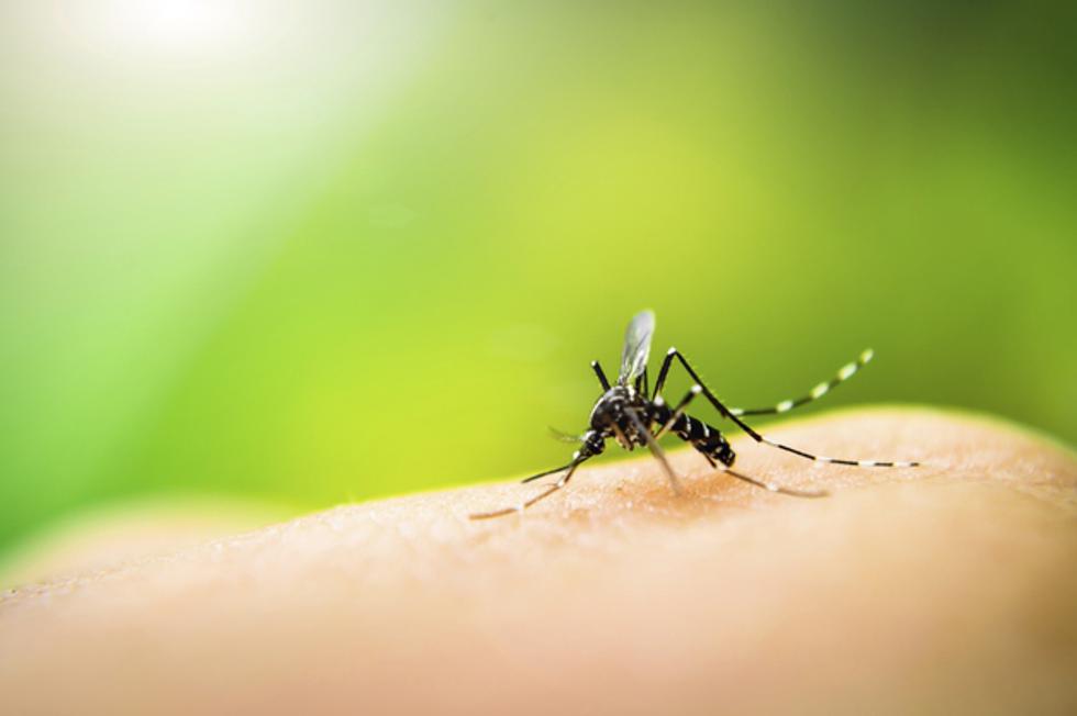 7 namirnica koje će te zaštititi od komaraca