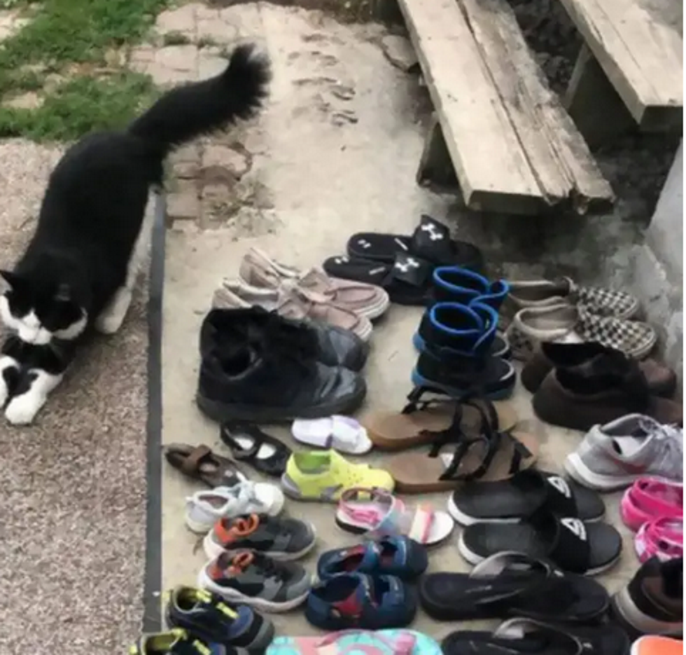 Nemoguće mačke: Kradu obuću i padaju prolaznicima na glavu