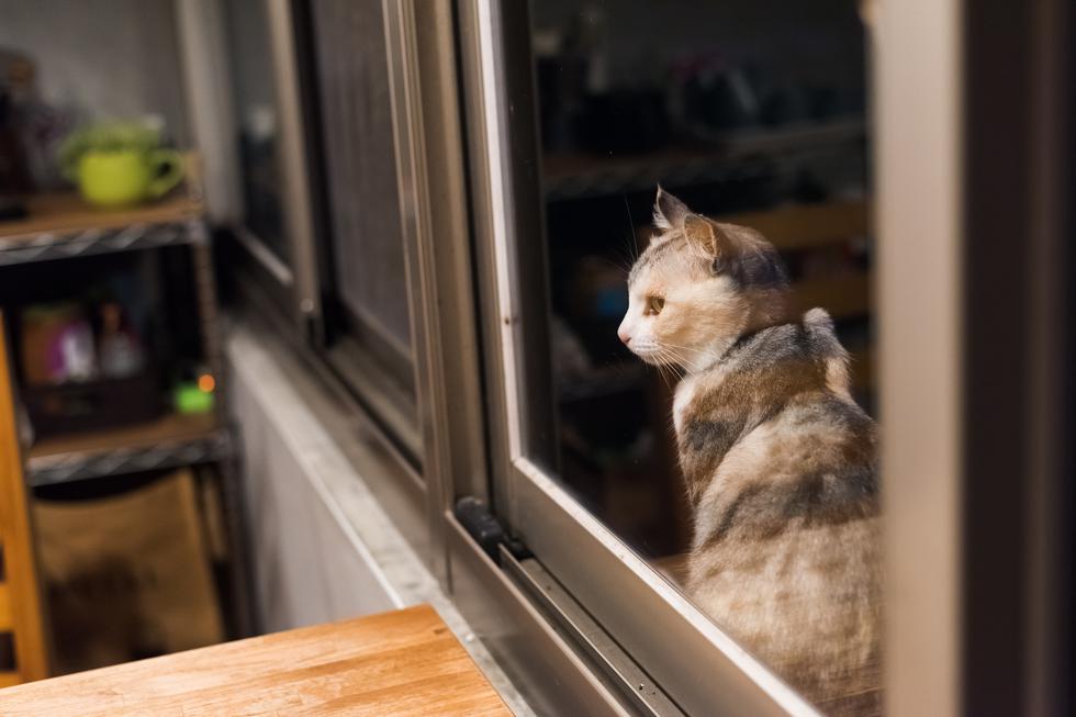 Mačka svaki dan gleda kroz prozor i traži svoju prijateljicu, koje više nema