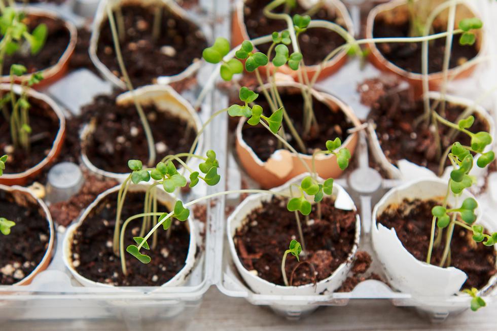 Klice brokule: Kako ih uzgojiti kod kuće i zašto su tako zdrave?
