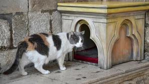 Dubrovačka mačka Anastazija