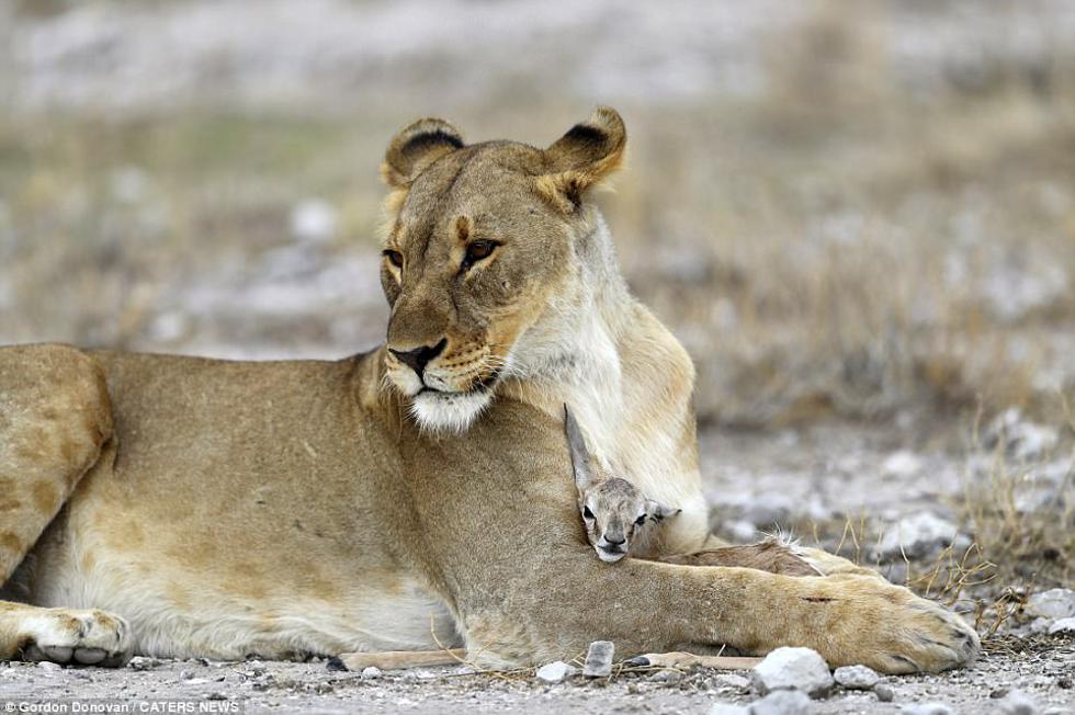 Čuda prirode: Lavica kojoj su ubijeni mladunci posvojila bebu antilopu