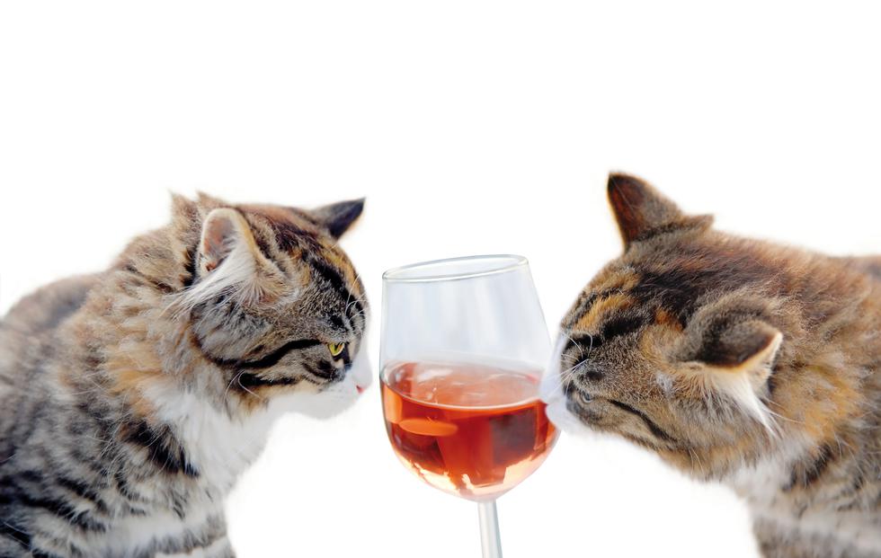 Nova poslastica za mačke: Od sada i mačke mogu piti vino!