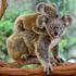 umjetna inteligencija za pronalaženje koala