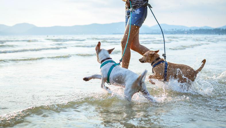 plaže za pse u Hrvatskoj