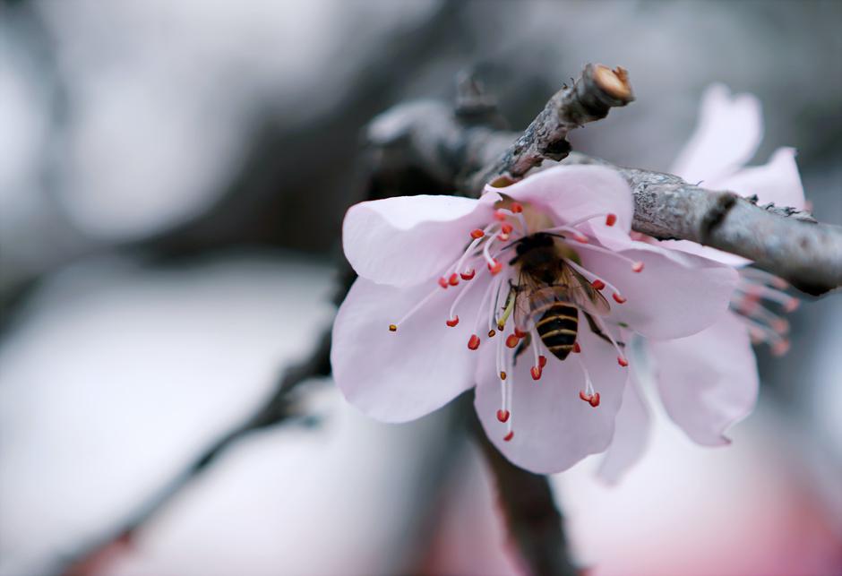 pčele | Author: Pexels