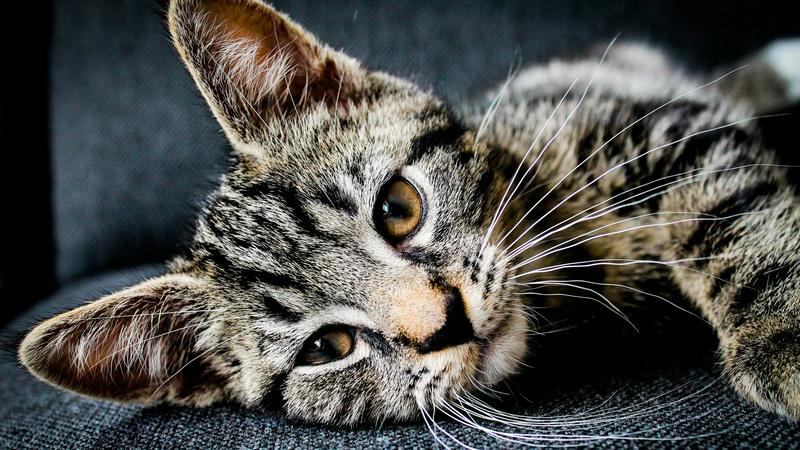 Može li posjedovanje mačke udvostručiti rizik od shizofrenije? Evo što kažu znanstvenici