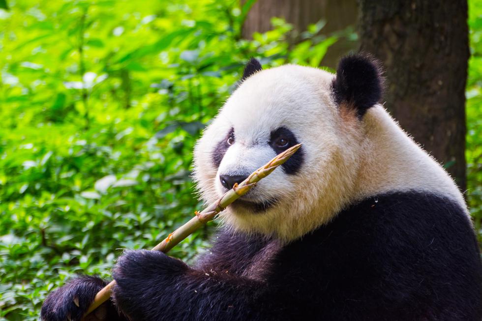 Što te Kung Fu Panda može naučiti o životu?