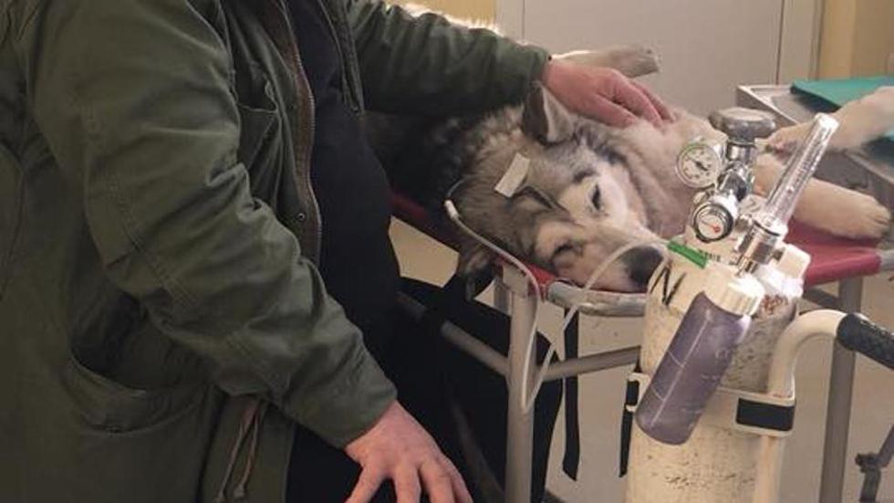 Vlasnik otrovane Ice moli vlasnike pasa da joj doniraju krv i spase život