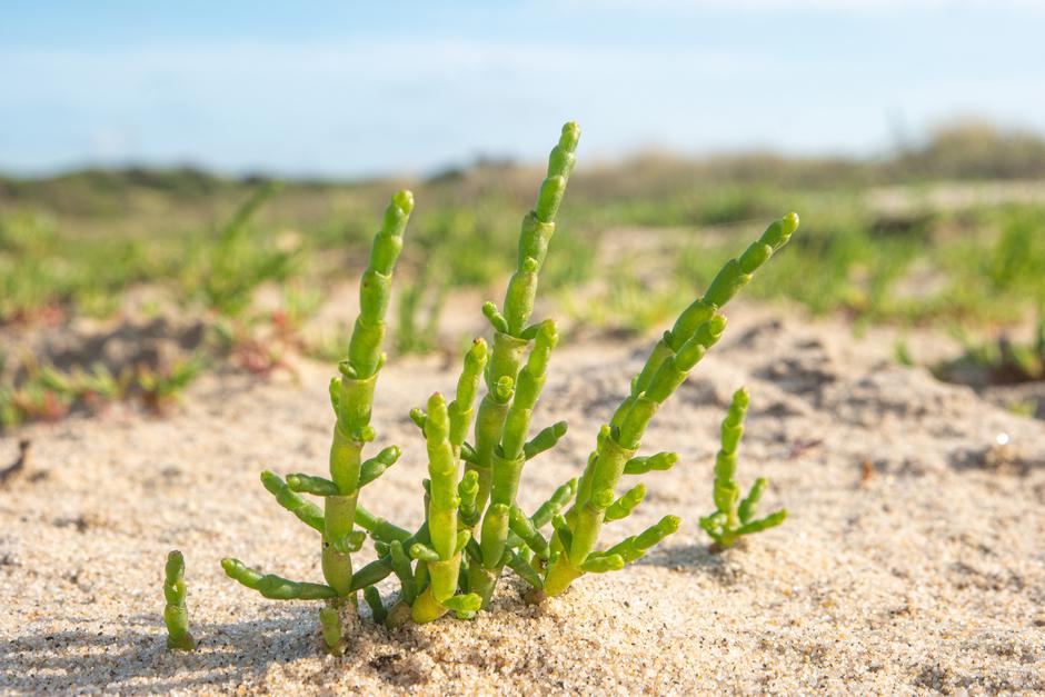biljka Salicornia zelena sol | Author: shutterstock